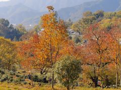 -塔川景区