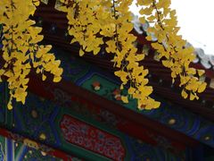 -中央民族大学