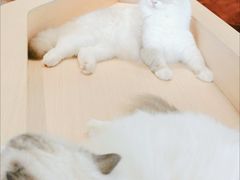 -瞄一喵猫咖(格力海岸店)