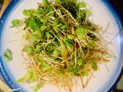 燕青荞麦菜-兴农记