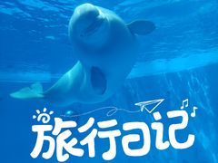 -海合安成都极地海洋公园