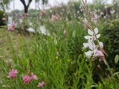 -上海鲜花港