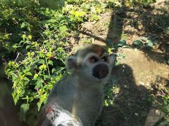 景点金丝猴-石家庄市动物园