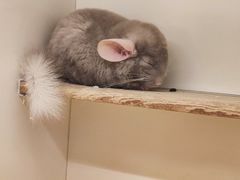 -龙猫仔乐园(惠福东路店)