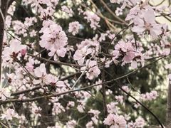 -北京师范大学附属中学