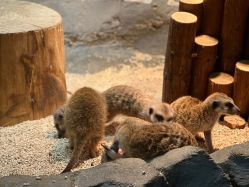 -Zoolung Zoolung动物主题公园(海信广场店)