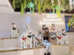 -Husky Go! 哈士奇体验馆·宠物咖啡厅狗咖