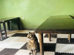 -猫猫幼稚园·撸猫·桌游·电玩