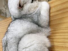 -李小姐の猫咖啡馆(五角场店)
