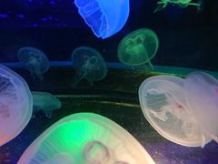 -太平洋海底世界