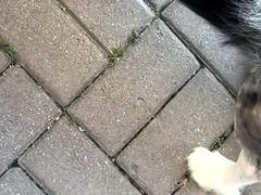 -派美特宠物医院·核磁CT·骨科肿瘤·疑难转诊(沈农禾丰店)