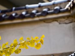 -遵化市禅林寺古银杏风景园