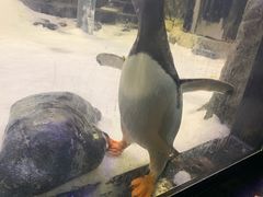 -悉尼海洋生物水族馆
