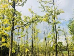 -贵阳市花溪国家城市湿地公园