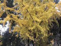 -四川大学(华西校区)