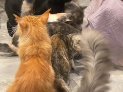 -楼上猫咖(罗湖店)