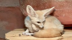 -Zoolung Zoolung动物主题公园(海信广场店)