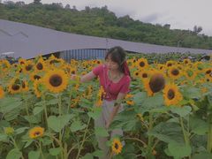 -野狸岛