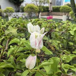 点击看大图 -维倪月子会所(独栋庭院·南海店)
