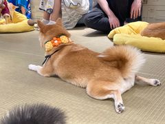 -逗柴咖啡屋·狗咖猫咖宠物桌游