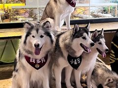 -Husky Go! 哈士奇体验馆·宠物咖啡厅狗咖
