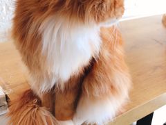 -平行世界·猫咖(首经贸店)