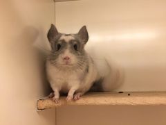 -龙猫仔乐园(惠福东路店)