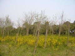 -新江湾城公园