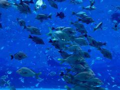 -上海海昌海洋公园-停车场