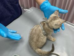 -宠物星动物医院·眼科·异宠·猫科(江南大道总院)