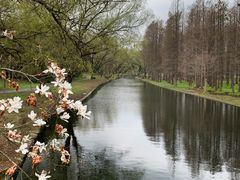 -上海共青森林公园