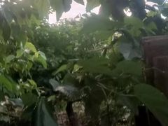 -鱼子山桑葚生态采摘园