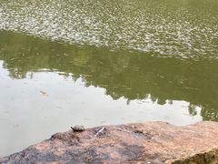 -深圳仙湖植物园