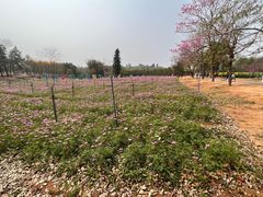 -天适樱花悠乐园