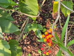 -中国科学院西双版纳热带植物园