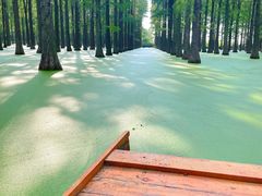 -渌洋湖湿地公园