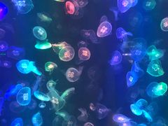 -烟台海昌鲸鲨海洋公园