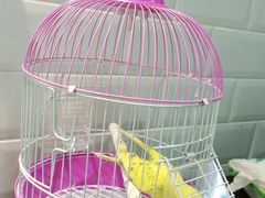 -曲阳花鸟市场(曲阳路店)