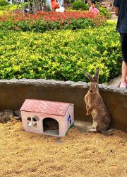 -造物庄园 萌宠纪(苏州湾歌林公园店)