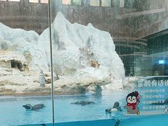 -帝企鹅自助餐厅•儿童岛•真企鹅(长隆企鹅酒店)