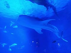 -烟台海昌鲸鲨海洋公园