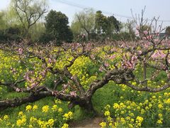 南汇桃花村-南汇桃花村