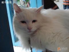 -Babycat私家御饼屋(龙头路一店)