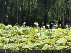 -鹊华居·地道鲁菜·海鲜·融合味(大明湖店)