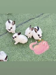 -萌宠亲子动物乐园(槐房万达店)