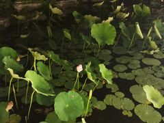 -陕味食族油泼面·小炒盖码面(双榆树店)