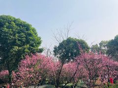 -南山植物园
