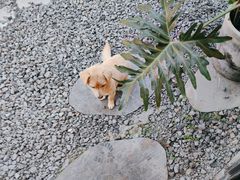 -云里小坐·小院里·团建·宴请·下午茶(三圣乡店)