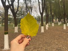 -大兴滨河森林公园