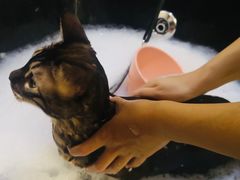 -1013 PET SHOP精品宠物商店(丁香店)